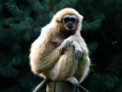 Lar gibbon food relax