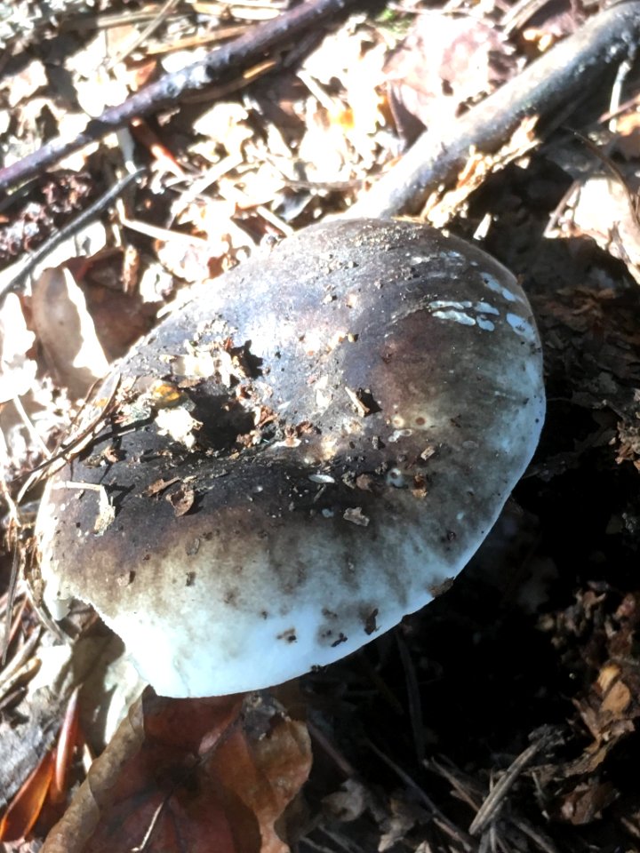 Russula nigricans 51423890