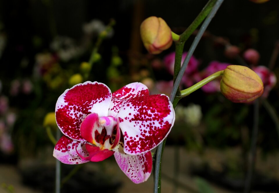 Maroon plant flower
