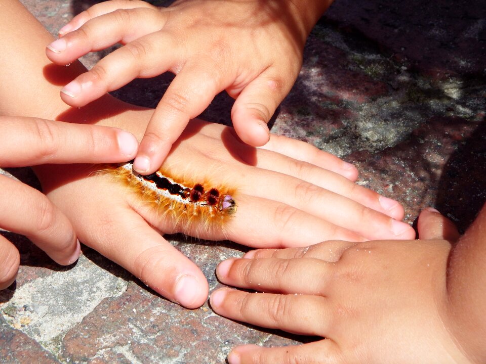 Insect kids creature