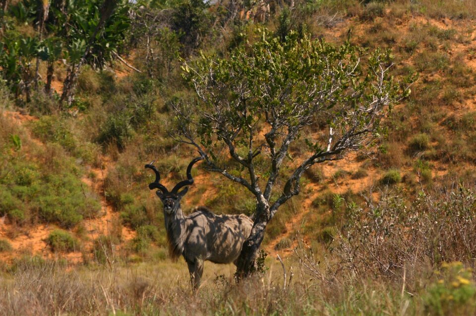 Wildlife antelope animal