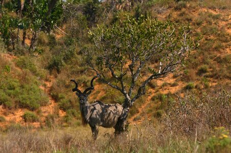 Wildlife antelope animal