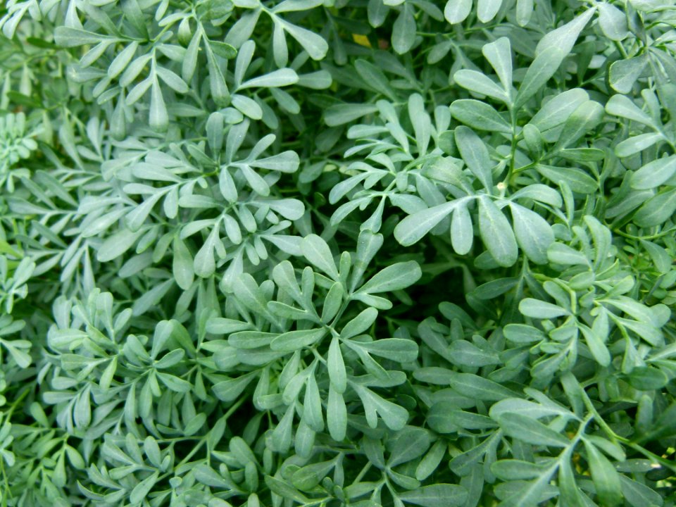 Ruta graveolens jardin des plantes