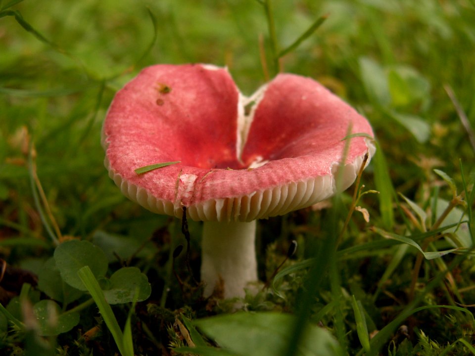 Russula species, 2015-06-14, Mount Lebanon, 02