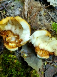 Russula foetens 91759904