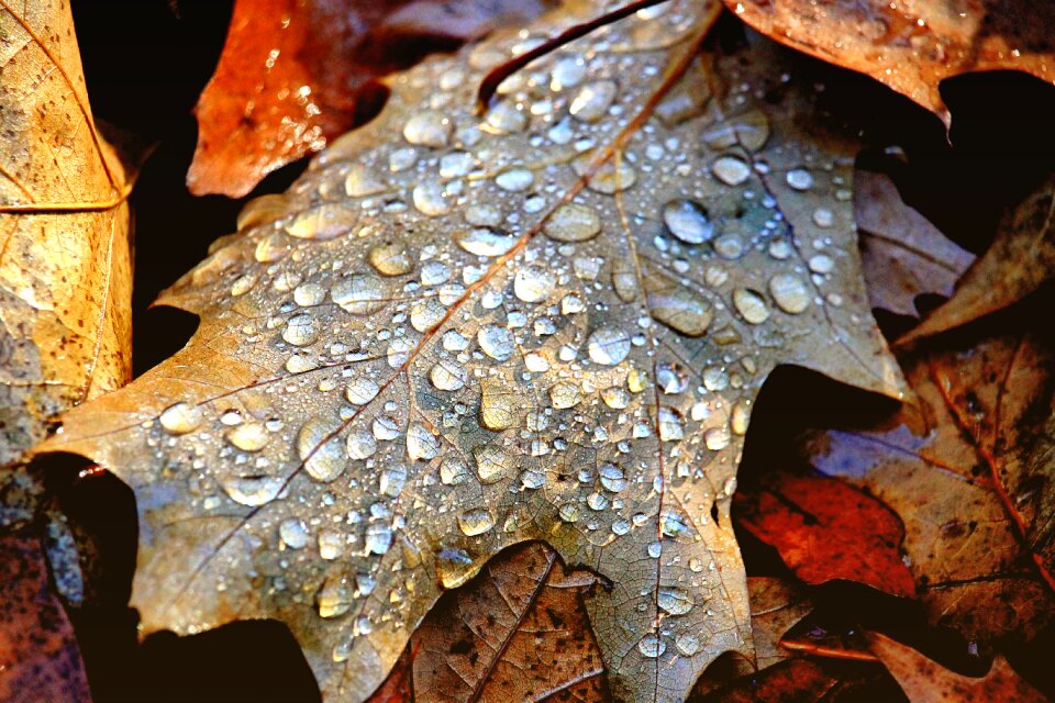 Raindrop fall foliage drop of water