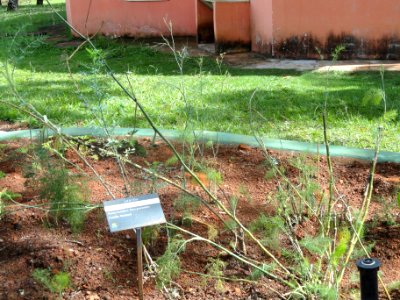 Ruta graveolens - Jardim Botânico de Brasília - DSC09654
