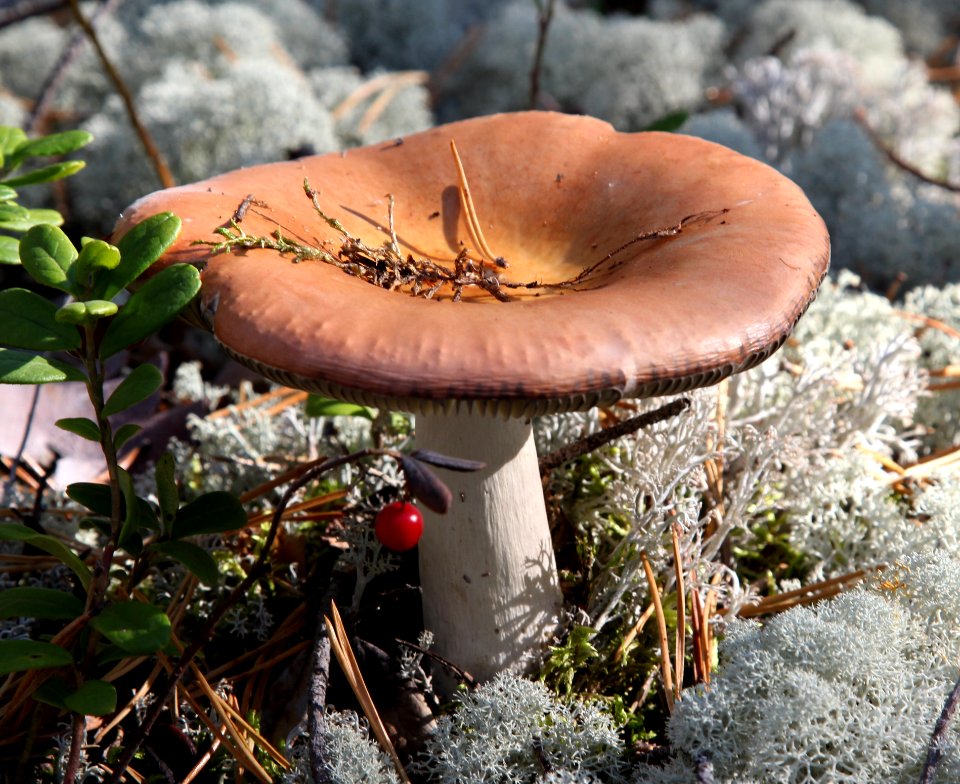 Russula Haukipudas Oulu 20130908