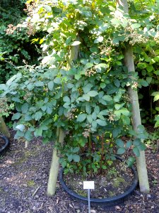 Rubus goniophorus - Botanischer Garten, Frankfurt am Main - DSC02463