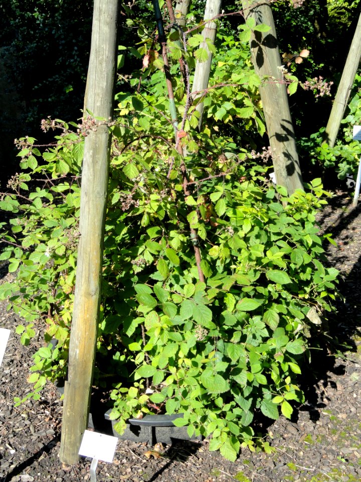 Rubus ferocior - Botanischer Garten, Frankfurt am Main - DSC02444
