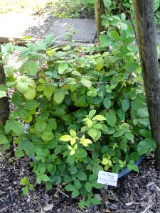 Rubus gracilis - Botanischer Garten, Frankfurt am Main - DSC02489