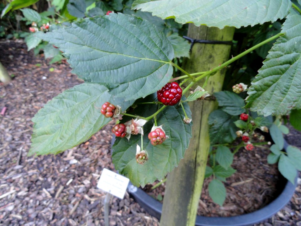 Rubus nessensis - Botanischer Garten, Frankfurt am Main - DSC02459