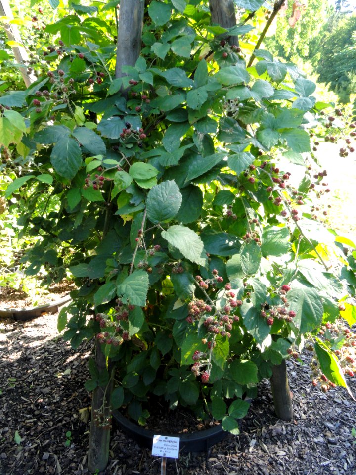 Rubus microphyllus - Botanischer Garten, Frankfurt am Main - DSC02486