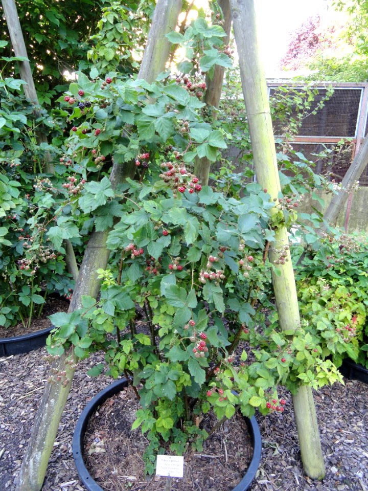Rubus vigorosus - Botanischer Garten, Frankfurt am Main - DSC02455