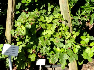 Rubus pertritus - Botanischer Garten, Frankfurt am Main - DSC02446