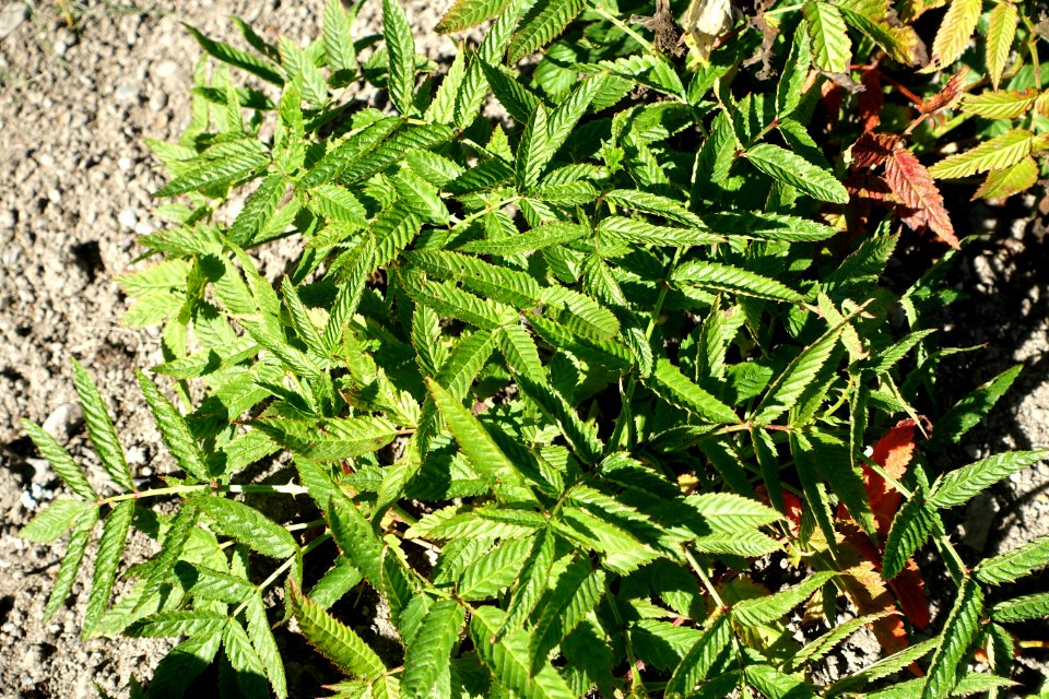 Rubus illecebrosus - Bergianska trädgården - Stockholm, Sweden - DSC00297