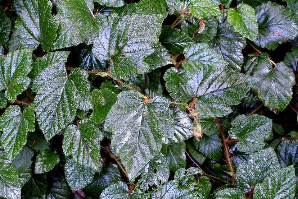 Rubus tricolor - UBC Botanical Garden - Vancouver, Canada - DSC07737