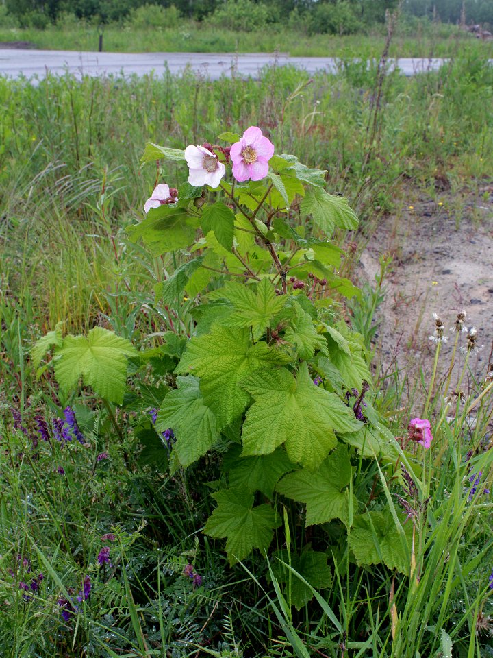 Rubus odoratus Oulu, Finland 14.06.2013