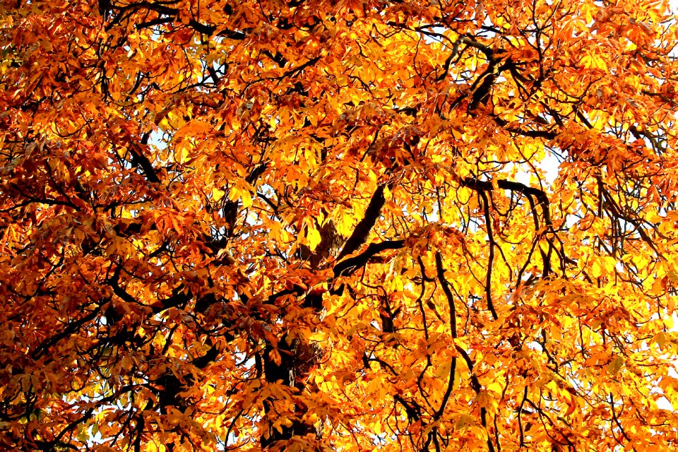 Autumn fall color golden