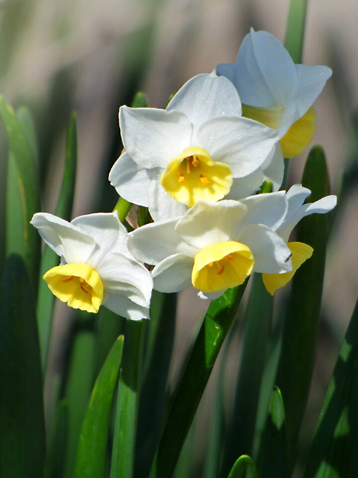 Flowers spring pancratium maritimum