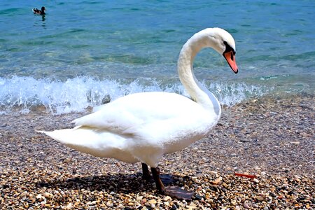 Animal water lake