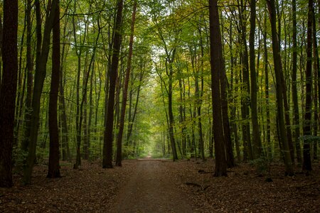 Beech wood mood nature