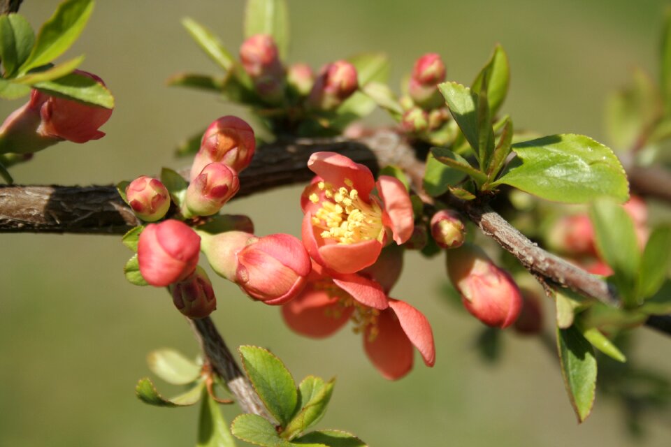 Spring red climbing plants