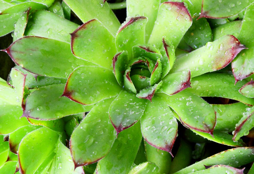 Houseleek green garden