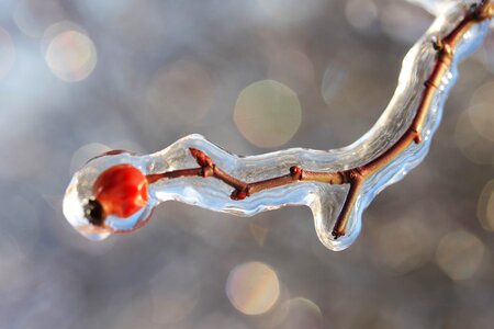 Crystal macro frost photo