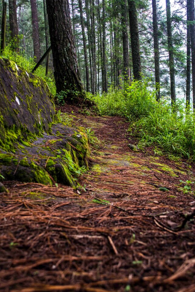 Tree path trees photo