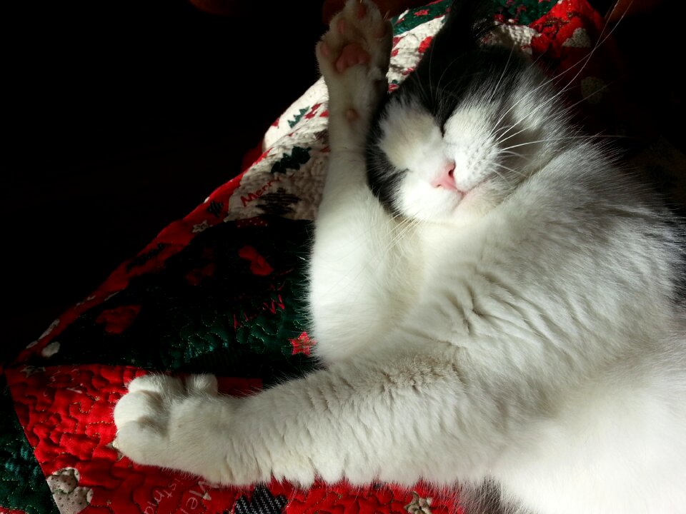 Pet animal domestic