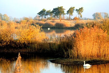 Swan reed golden photo