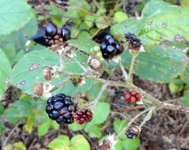 Rubus baruthicus - Botanischer Garten, Frankfurt am Main - DSC02451 photo