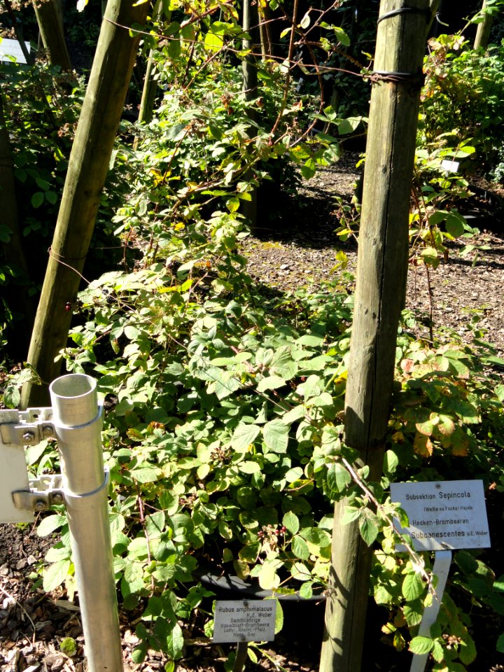Rubus amphimalacus - Botanischer Garten, Frankfurt am Main - DSC02440