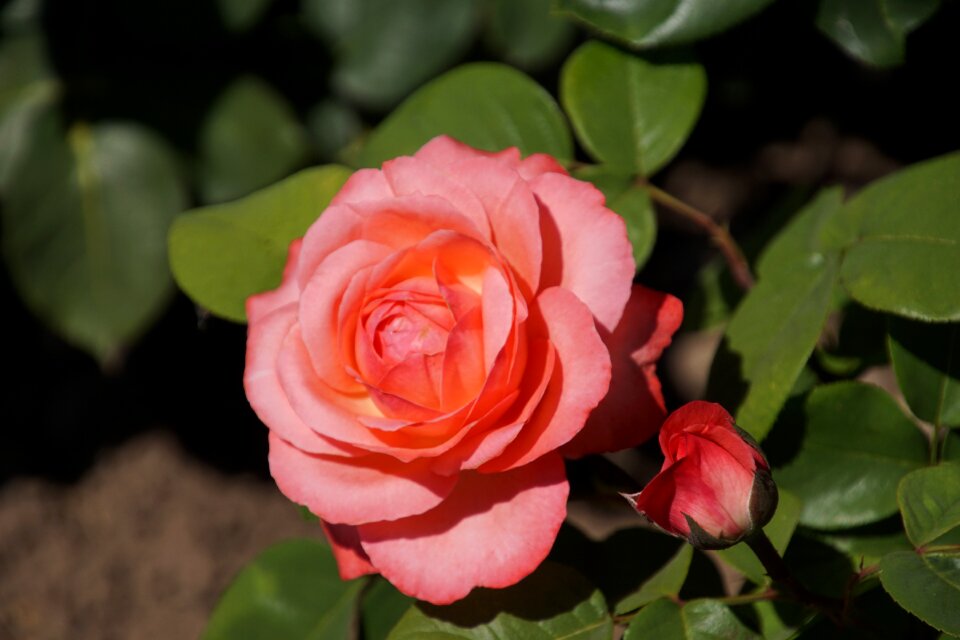 Pink blossom bloom
