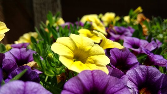 Yellow spring gardening