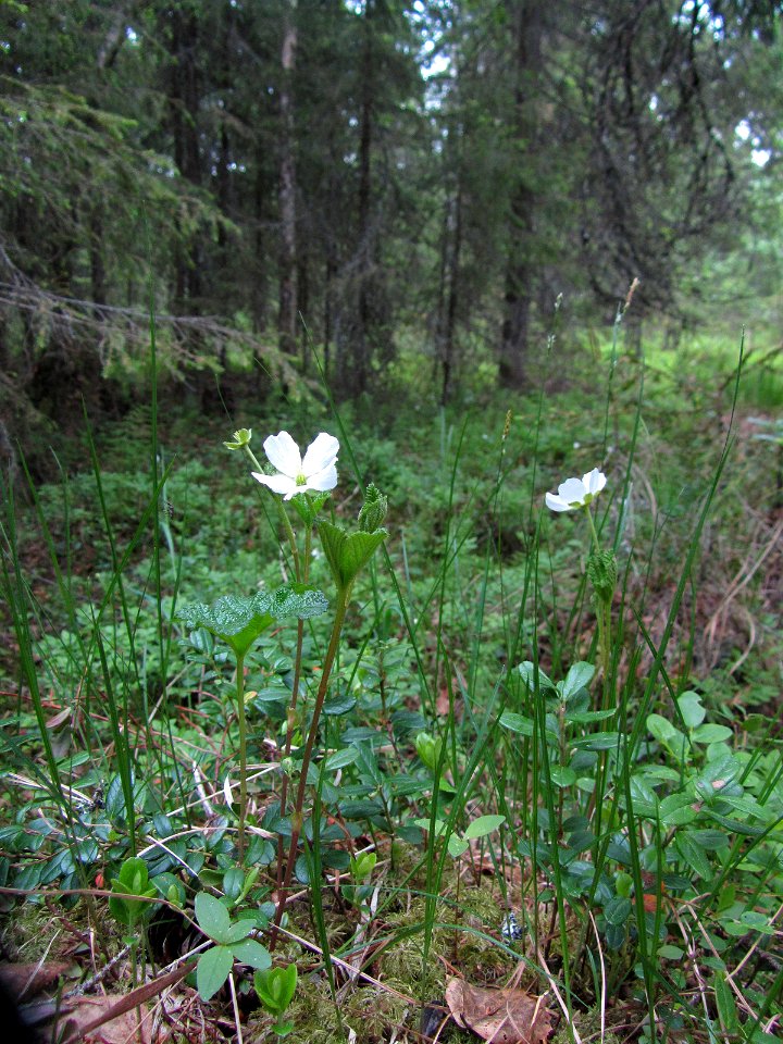Rubus chamaemorus Kemi, Finland 02.06.2013