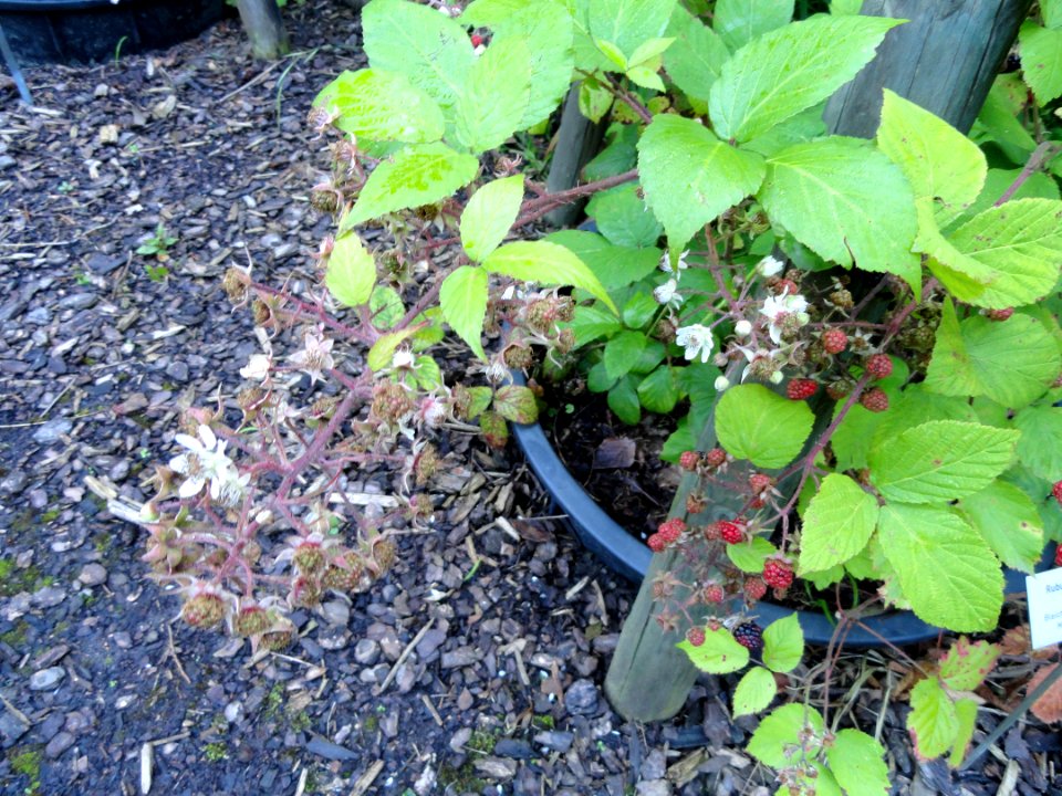 Rubus pallidus - Botanischer Garten, Frankfurt am Main - DSC02499