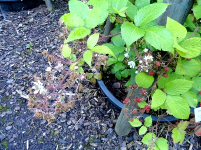 Rubus pallidus - Botanischer Garten, Frankfurt am Main - DSC02499