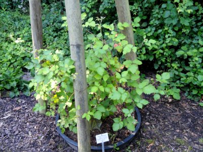 Rubus montanus - Botanischer Garten, Frankfurt am Main - DSC02466