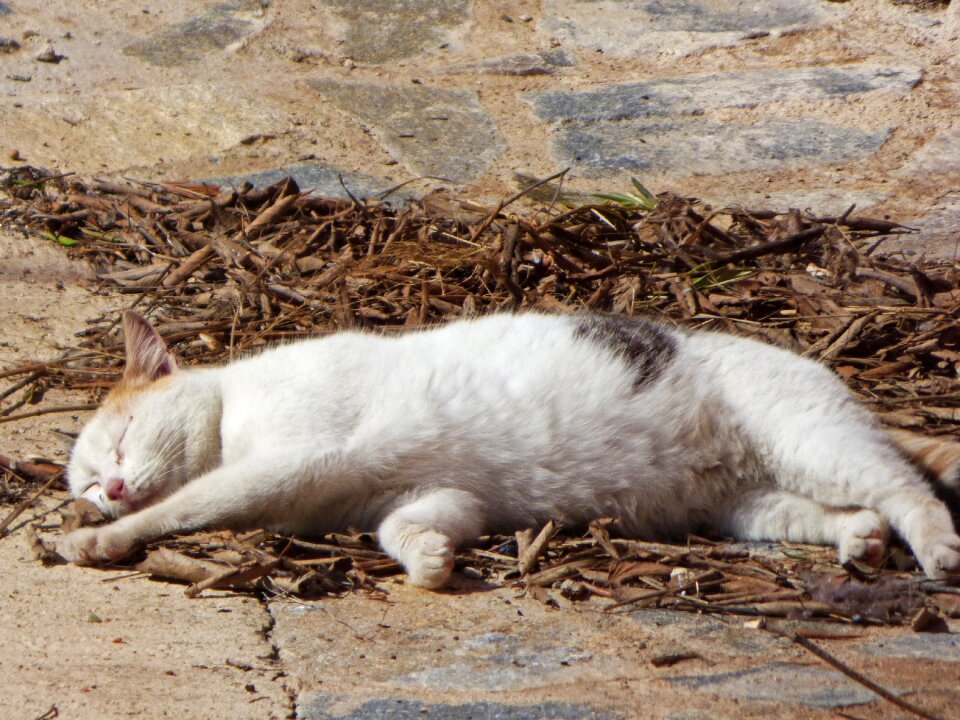 Sleep soundly nod laziness