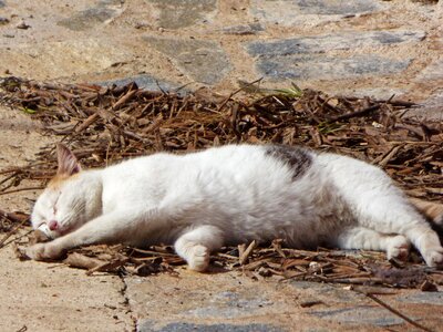 Sleep soundly nod laziness photo