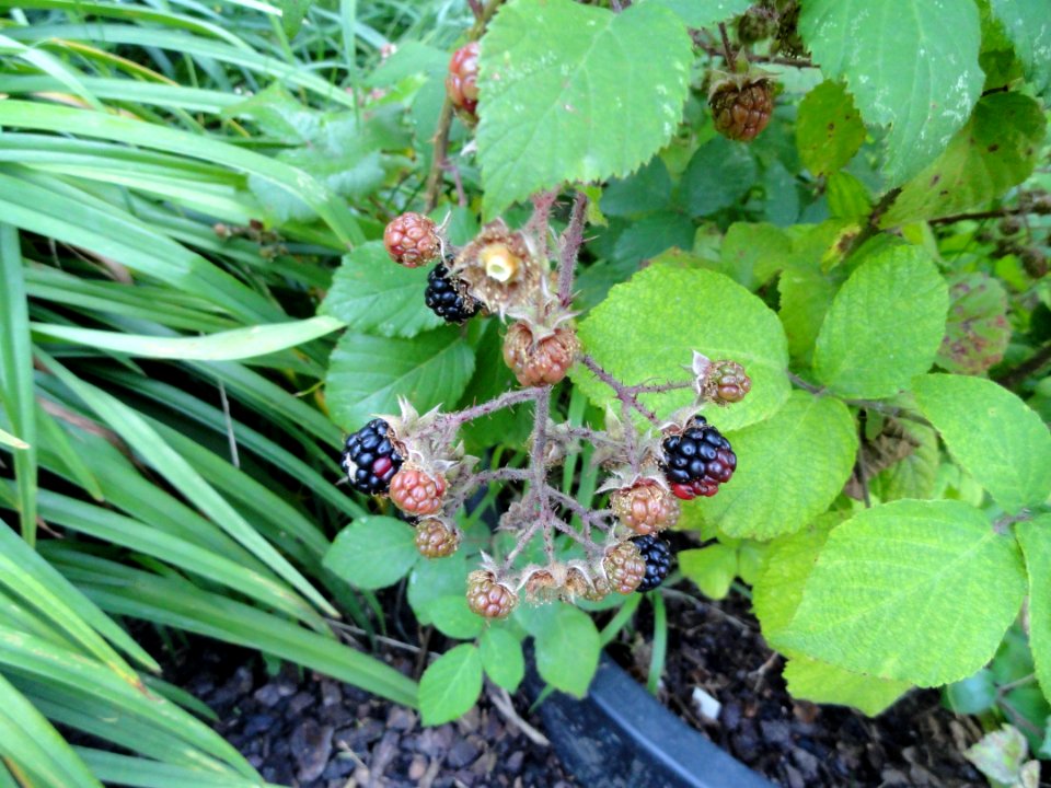 Rubus fuscus - Botanischer Garten, Frankfurt am Main - DSC2501