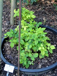 Rubus radula - Botanischer Garten, Frankfurt am Main - DSC02462