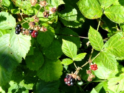 Rubus pertritus - Botanischer Garten, Frankfurt am Main - DSC02448
