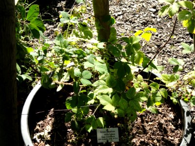 Rubus silvaticus - Botanischer Garten, Frankfurt am Main - DSC02485 photo