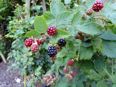 Rubus vigorosus - Botanischer Garten, Frankfurt am Main - DSC02456