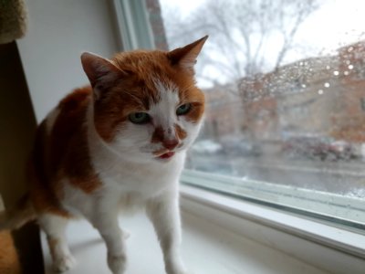 Ruby - Bicolor cat on windowsill photo