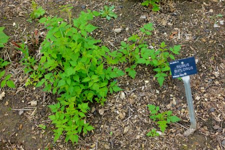 Rubus biflorus - Hillier Gardens - Romsey, Hampshire, England - DSC04343
