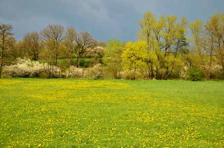 Spring landscape trees